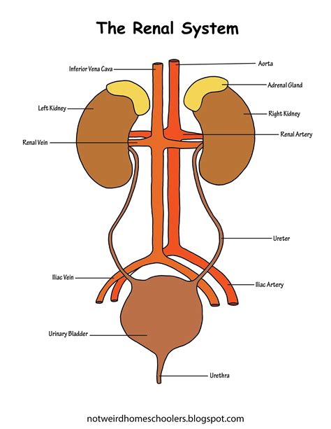 organ of renal system figgerits|Organ of renal system Figgerits.